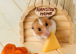 Vận chuyển chuột Hamster