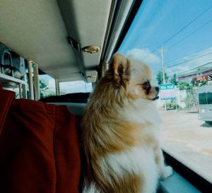 Vận chuyển chó đi xa bằng xe khách